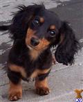 Dachshund